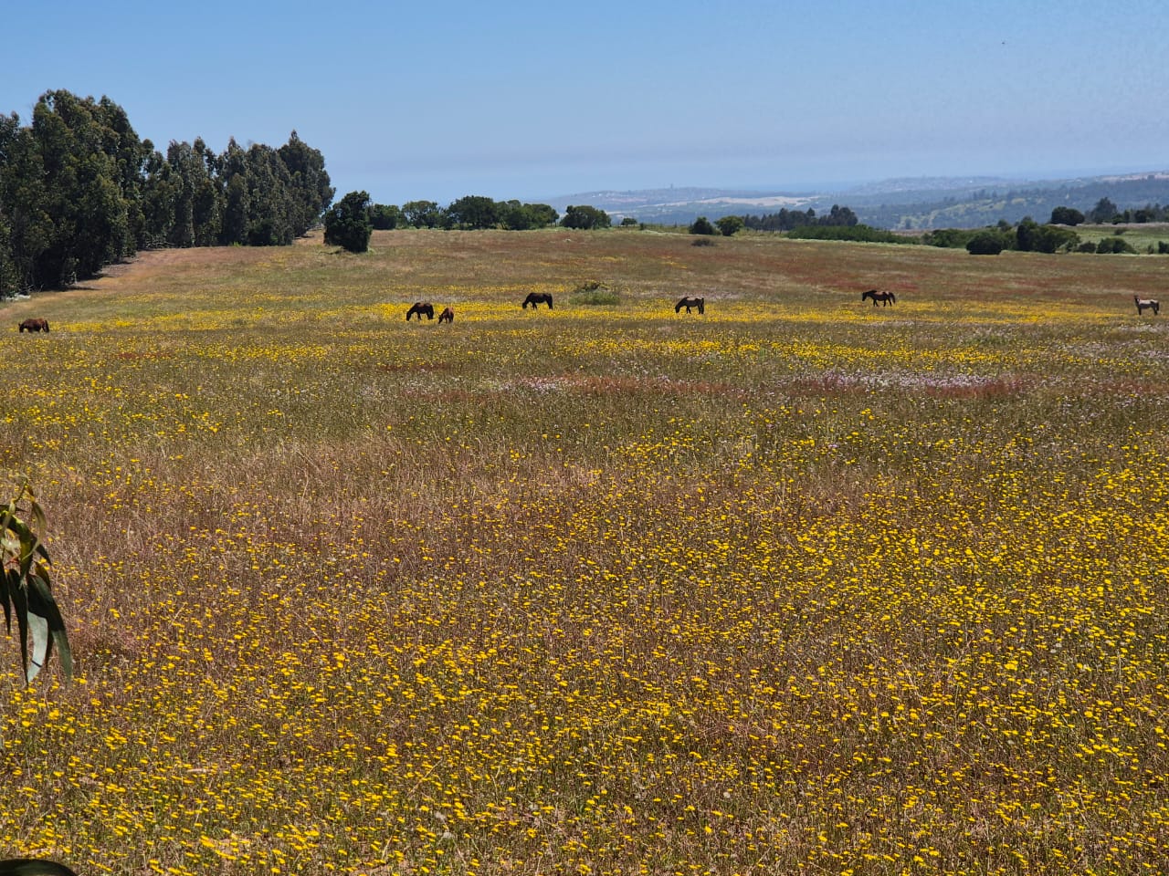 Caballos pastando entre flores amarillas