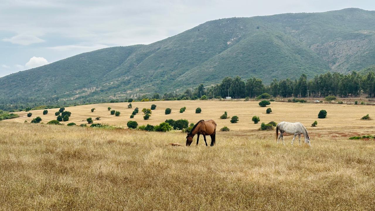 Dos caballos pastando en el valle