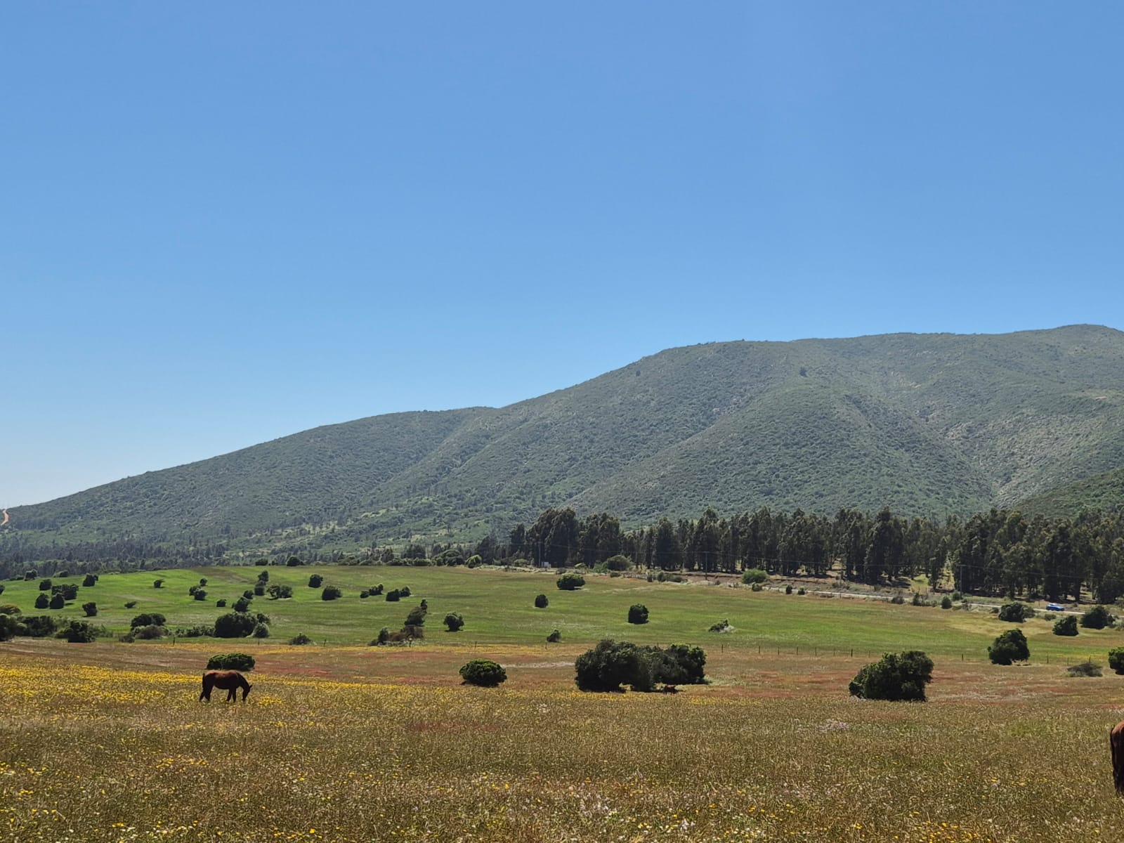 Cerros verdes y campos con caballos