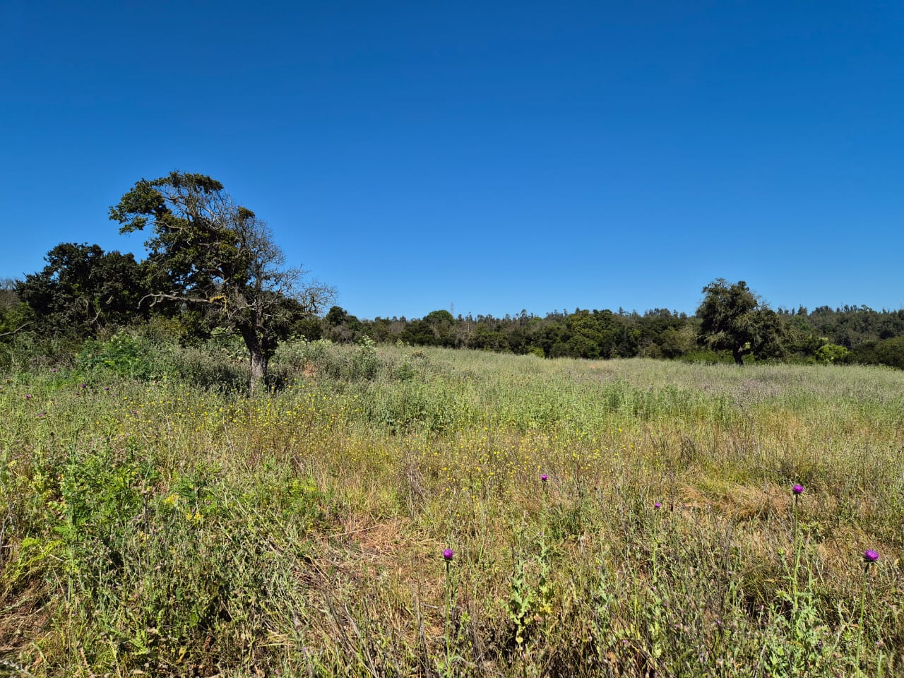 Árbol nativo en pradera de flores silvestres