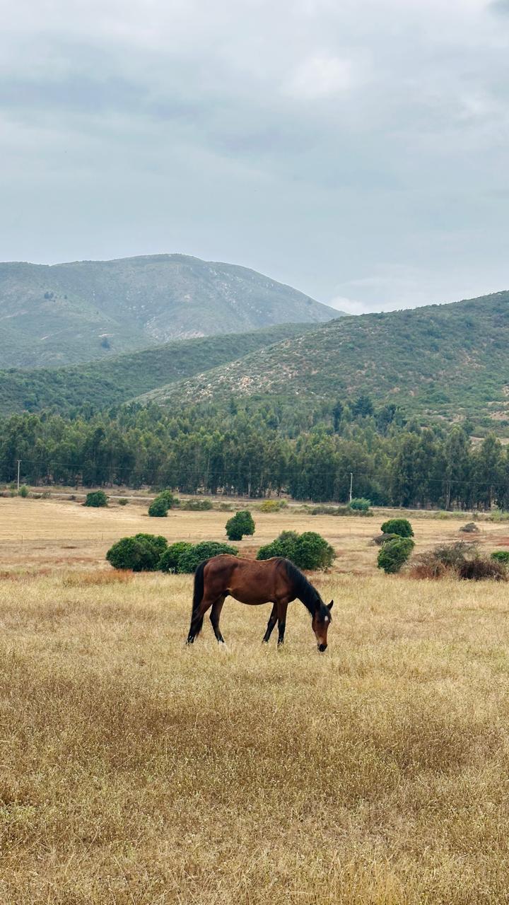 Caballo en campo dorado con cerros al fondo