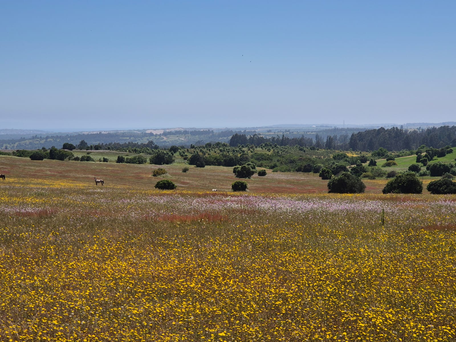 Pradera de flores amarillas con vista al mar